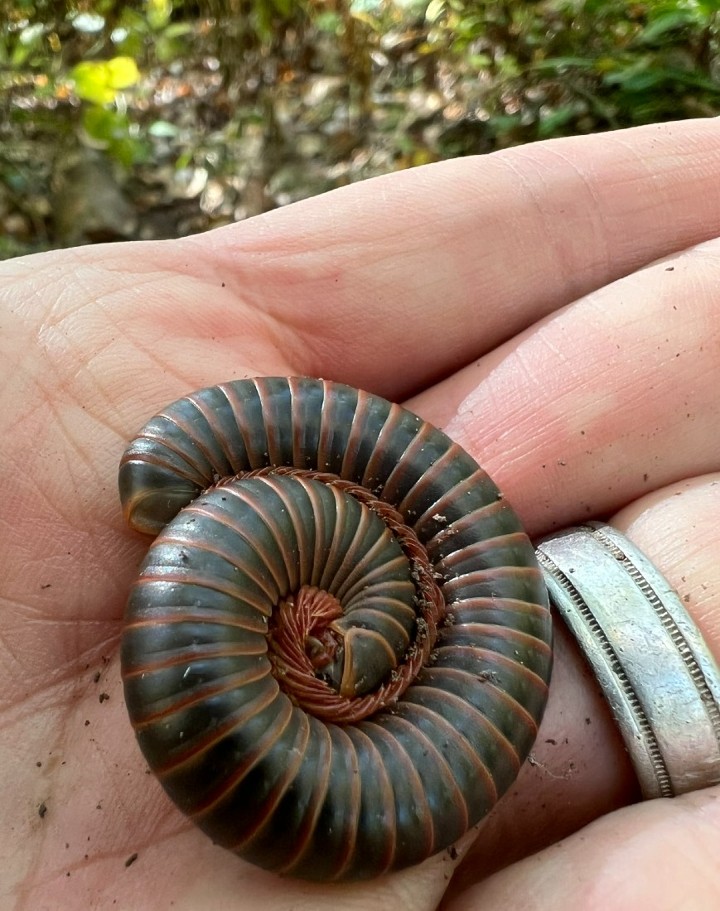 American Giant Millipede